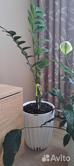 Замиокулькас