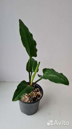 Дримиопсис пятнистый