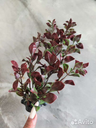 Аквариумные растения искусственные