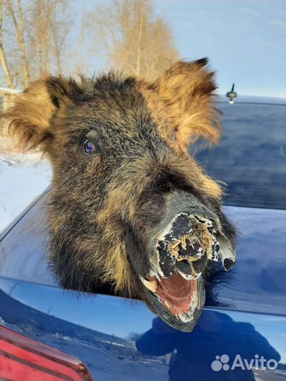 Чучело головы кабана