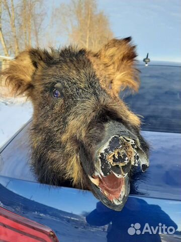 Чучело головы кабана