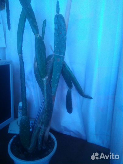 Кактус Опунция (съедобные плоды)