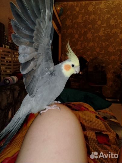 Попугай корелла говорящий