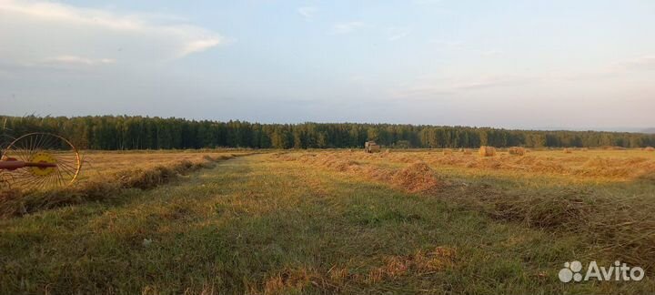 Сено в рулонах