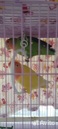Попугай неразлучники с клеткой