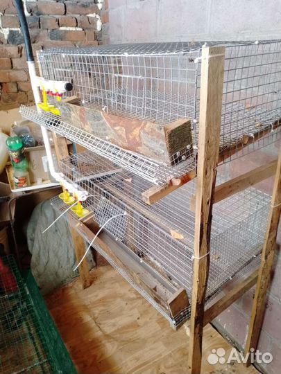 Клетки для перепелов