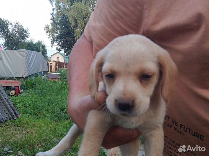 Щенков в добрые руки