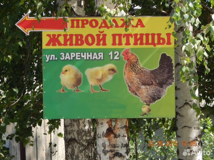 Продажа живой птицы