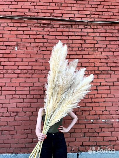 Супер-пушистая Пампасная трава