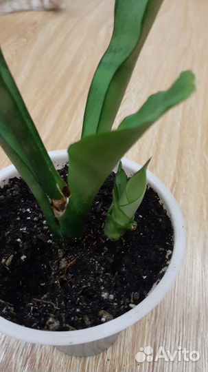 Сансевиерия муншайн