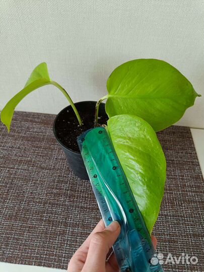 Сциндапсус неон d12