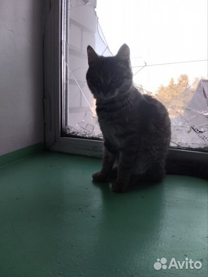 Котенок