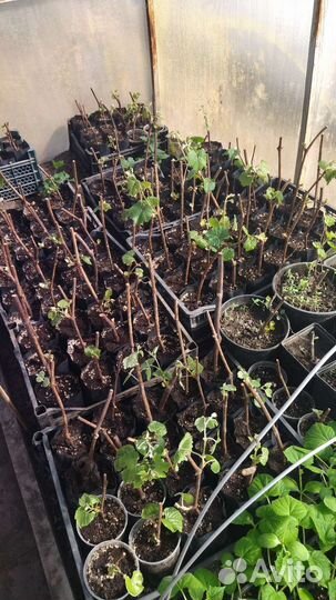 Саженцы винограда Юпитер, Аркадия, Нельсон