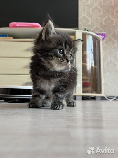 Кошки мейн-кун