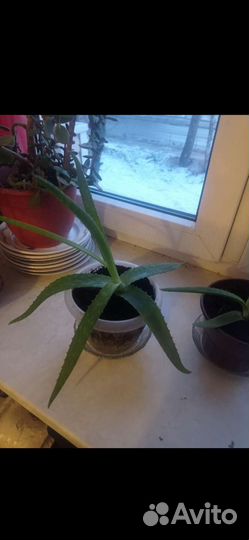 Алое лечебный