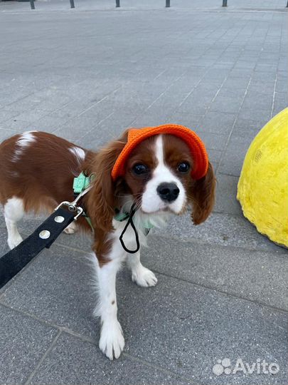 Собака для фотосессии