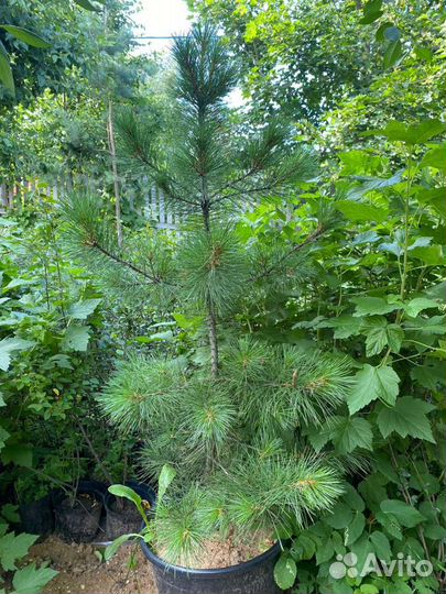 Саженцы кедра