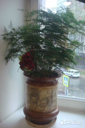 Пальма юкка