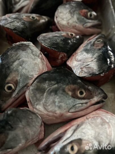 Головы лосося мороженные