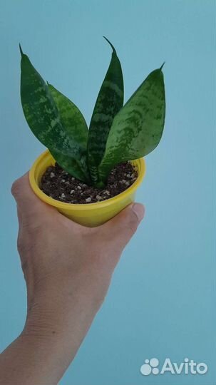 Сансевиерия