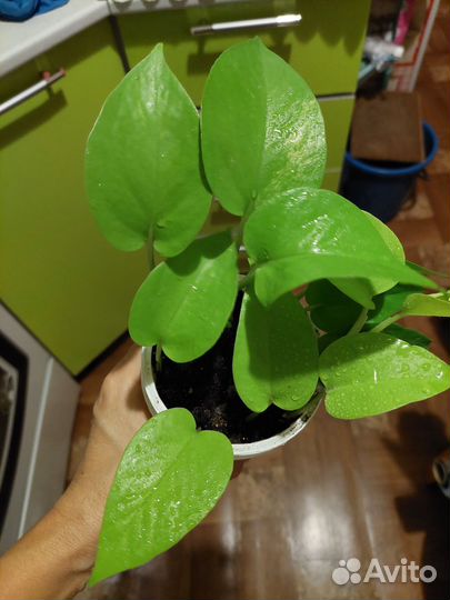 Сциндапсус эпипремнум