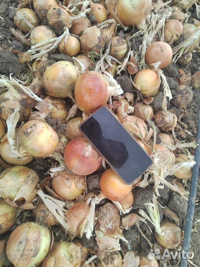 Семена Лука