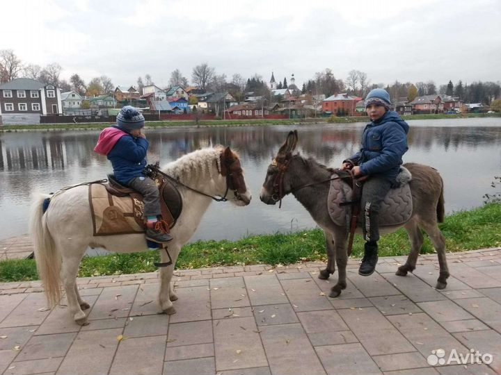 Верховая езда, иппотерапия, прогулки в лес