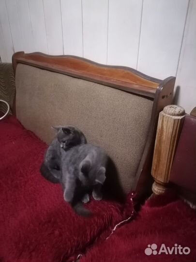 Котята будущие мышеловы