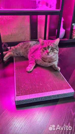 Британец, 2 года