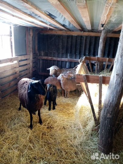 Продам овец