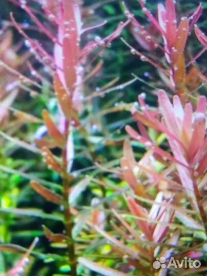 Растения для аквариума