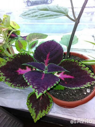 Цветок колеус