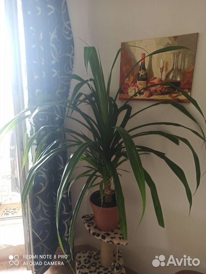 Пальма панданус