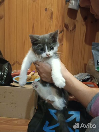 Отдам британских котят