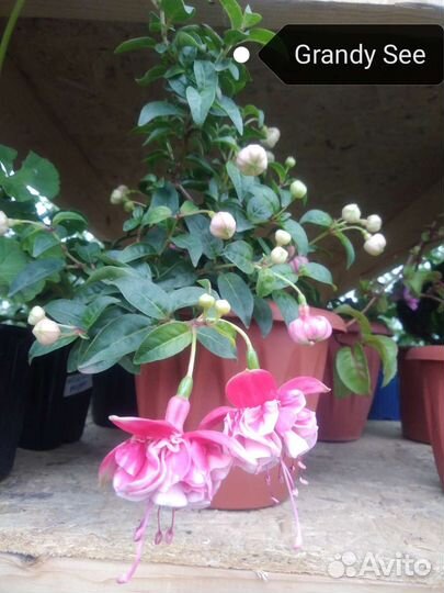 Кустики фуксий подрощеные