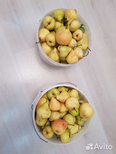 Груша поздний сорт в наличии