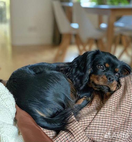 Щенки кавалерушки ккчс