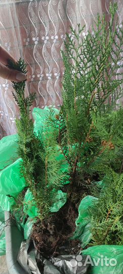 Туя Восточная