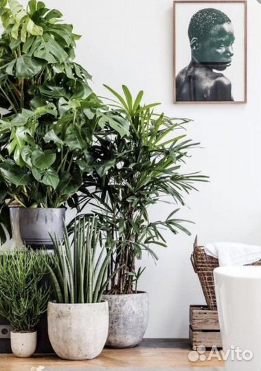 Комнатные растения и цветы, озеленение под заказ