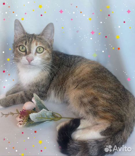 Котенок Ладушка, 6-7 мес