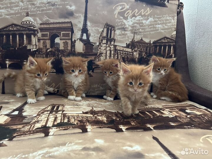 Мейн-кун вязка