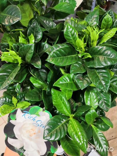 Азалия - Гардения - Рододендрон оптом и в розницу