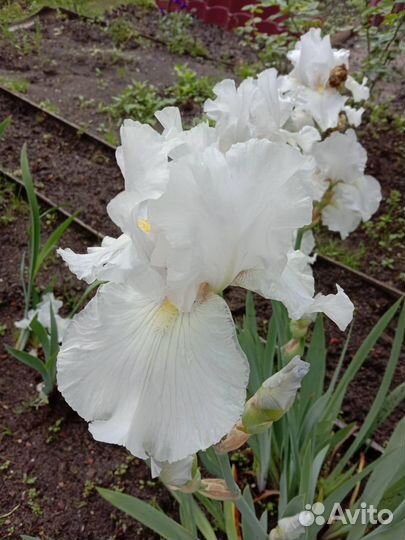 Ирисы бородатые