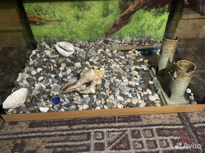 Аквариум с ракушками