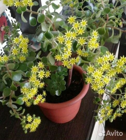 Комнатные цветы(аихризон, декабрист, хавортия)