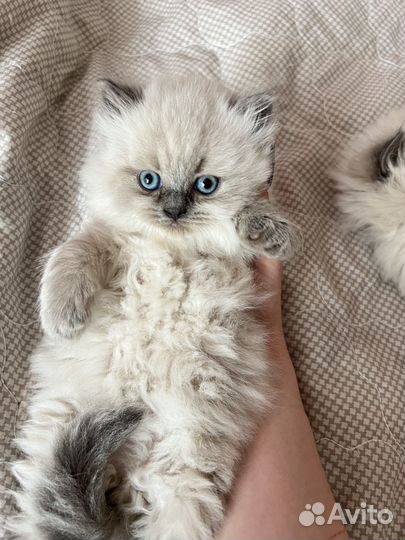Шотландские котята