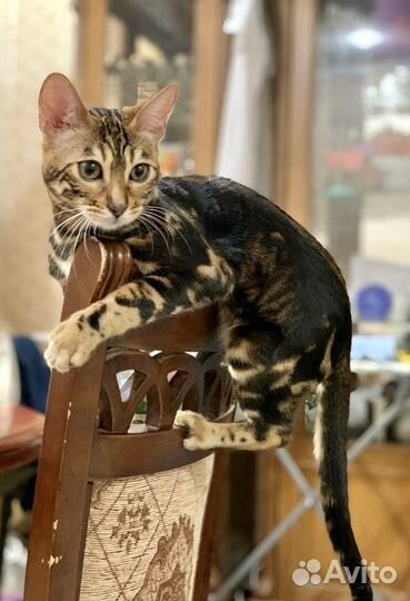 Бенгальская кошка