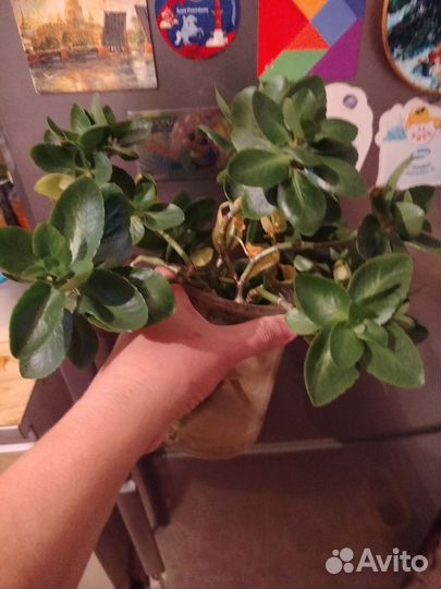 Домашние цветы