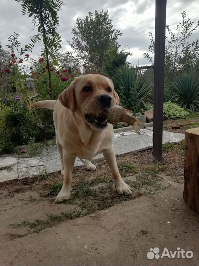 Щенки лабрадора