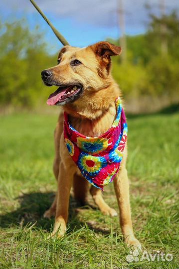 Собака в добрые руки бесплатно